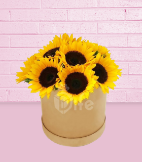 Box girasoles