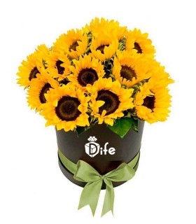 BOX DE GIRASOLES